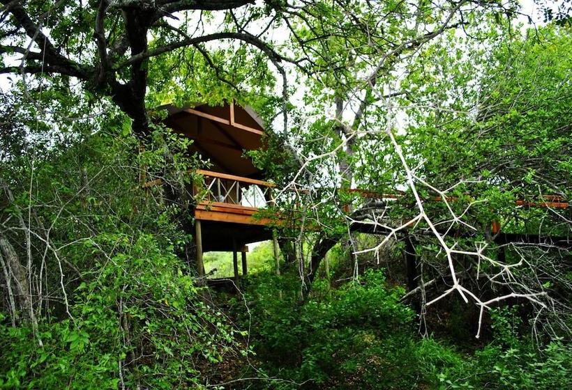 ホテル Lion Tree Top Lodge