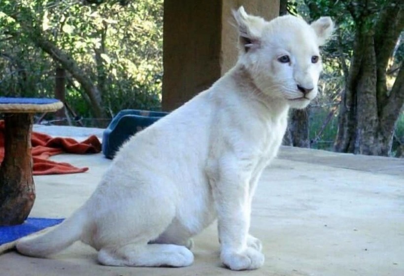 ホテル Lion Tree Top Lodge