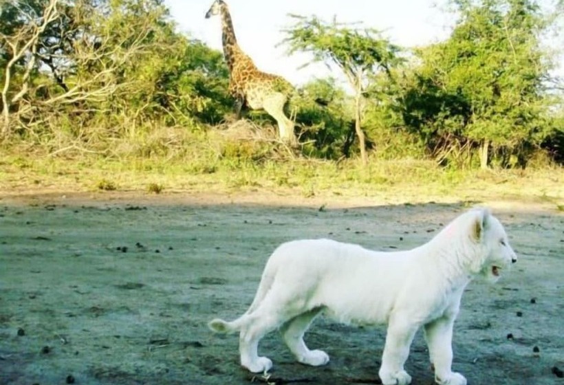 ホテル Lion Tree Top Lodge