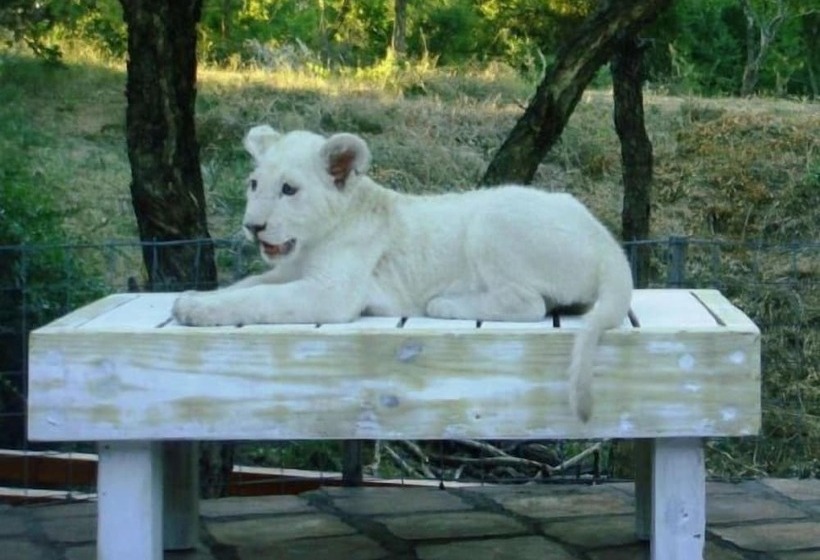 ホテル Lion Tree Top Lodge