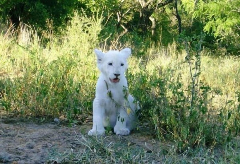 ホテル Lion Tree Top Lodge