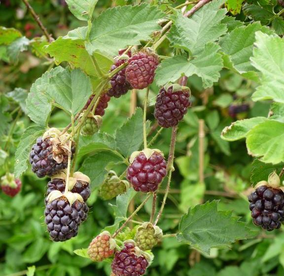 Karingal Homestead B&b