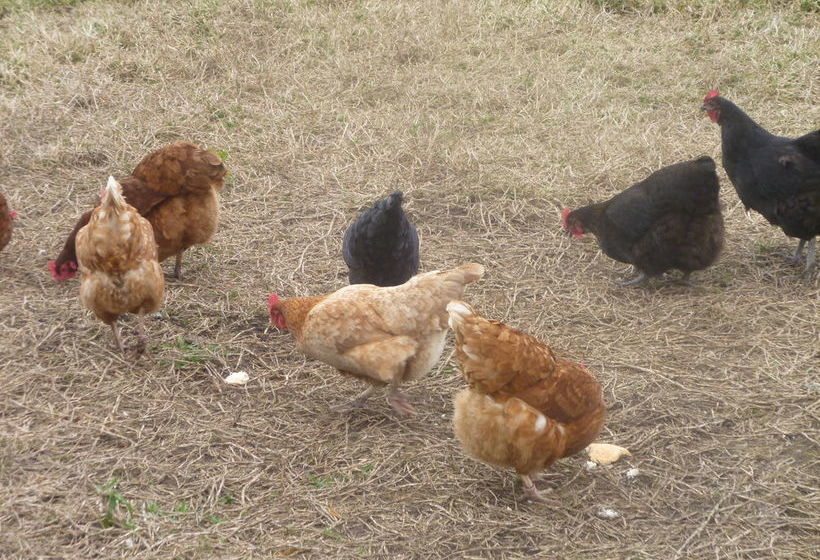 Karingal Homestead B&b