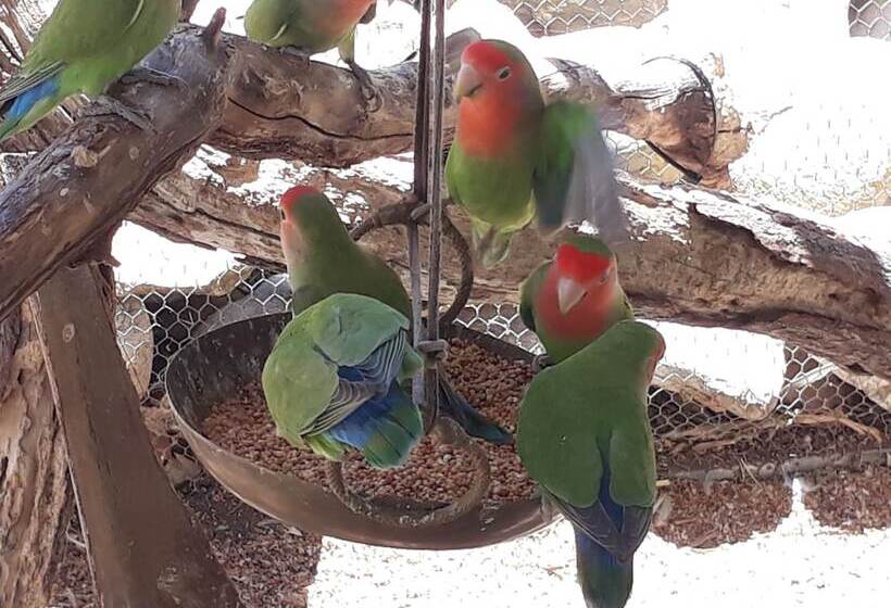 פנסיון Langeberg Guest Lodge