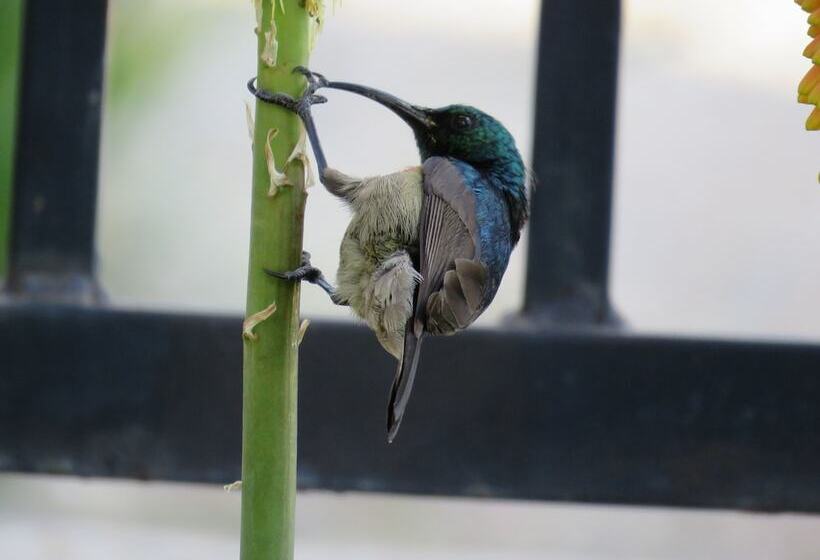 פנסיון Langeberg Guest Lodge
