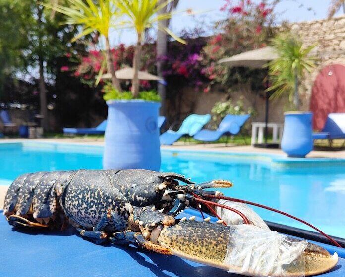 پانسیون Riad Eucalyptus