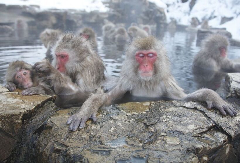 료칸 Yudanaka Seifuso