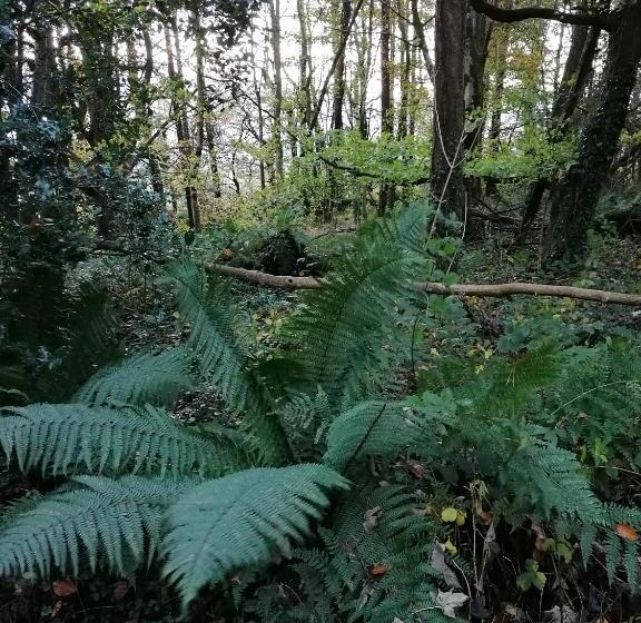 تختخواب و صبحانه Cullintra House