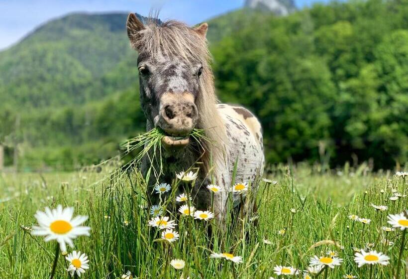 민박 Das Franzl   Bett & Brot