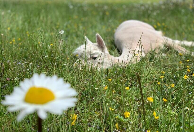 민박 Das Franzl   Bett & Brot