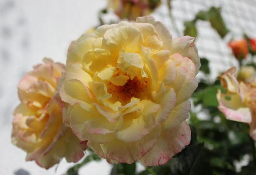 住宿加早餐  Villa Kakelbont Borgloon