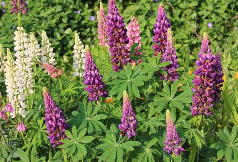 住宿加早餐  Villa Kakelbont Borgloon