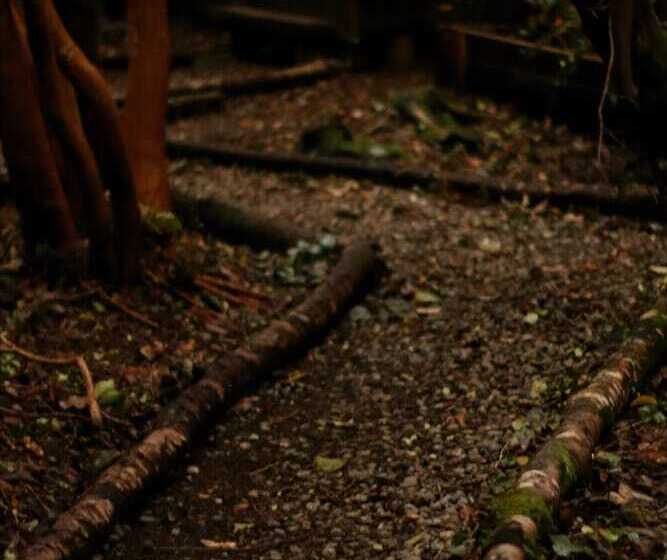 Отель Cabanas Ensenada Bosque Nativo