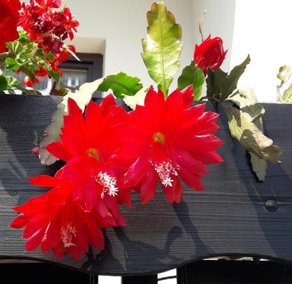 酒店 Ferienpension Garni Hubert Rigelnik