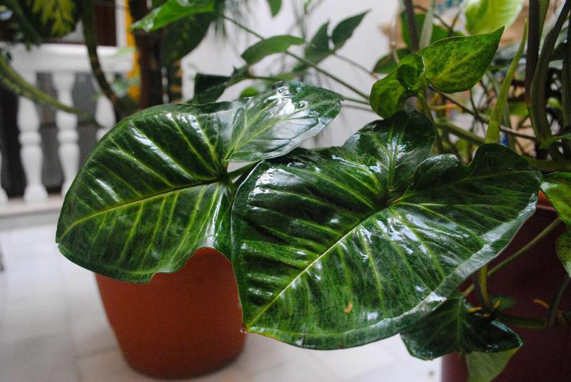 Отель Hostal Costa De La Luz