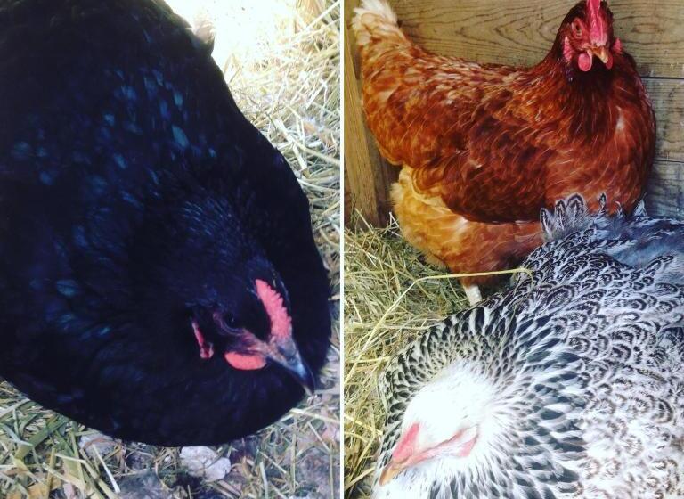 B&b Aline Florentine