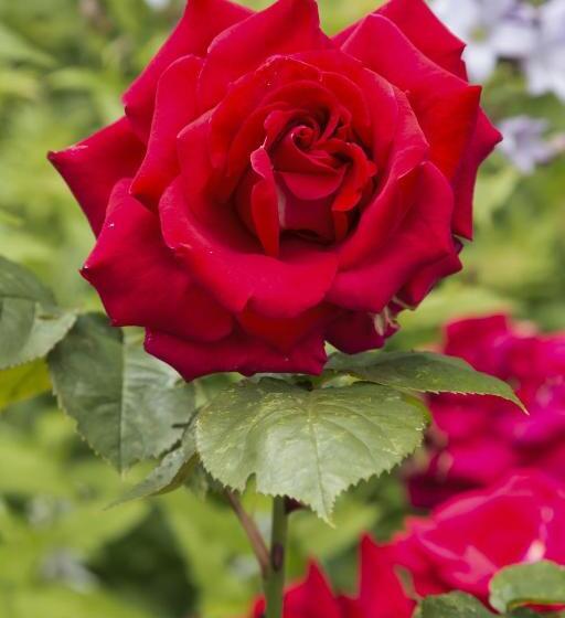 צימר College Hill House