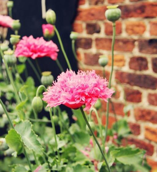 ベッドアンドブレックファースト Dendernachten