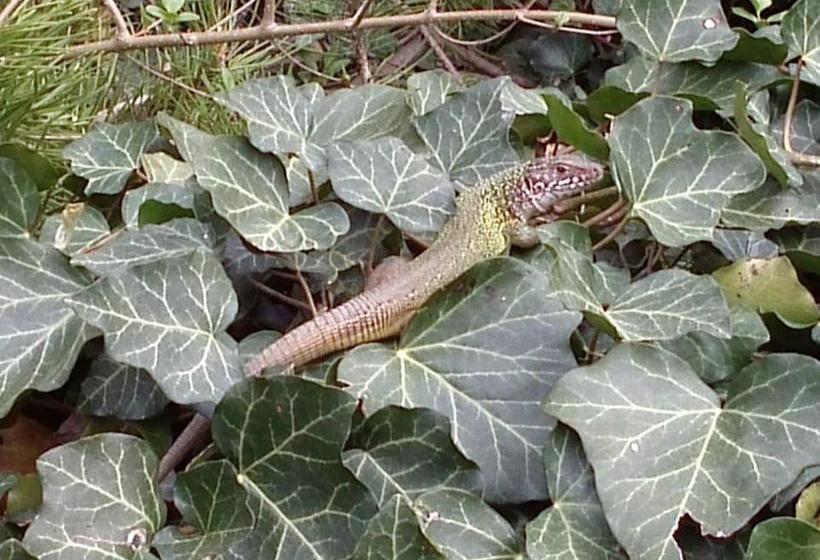 ベッドアンドブレックファースト Gästehaus Egger