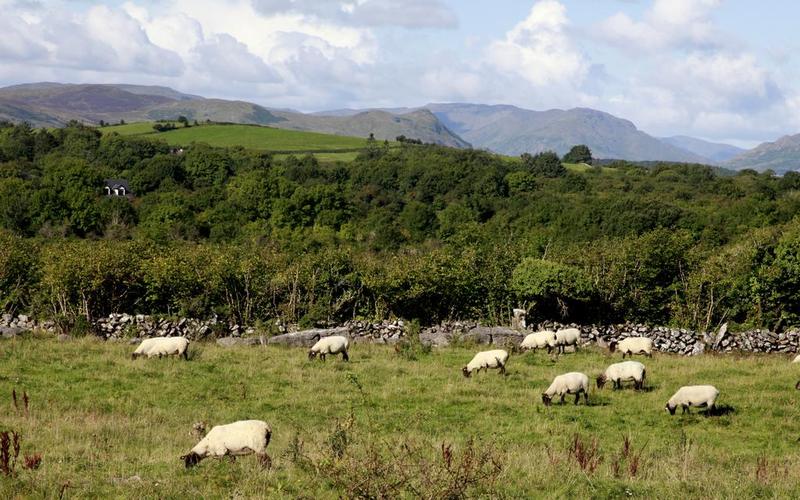 住宿加早餐  Hill View Farm