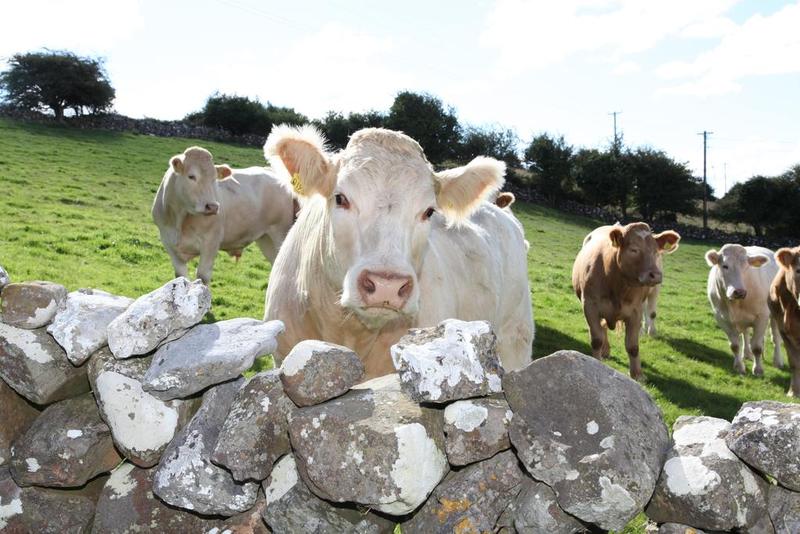 住宿加早餐  Hill View Farm