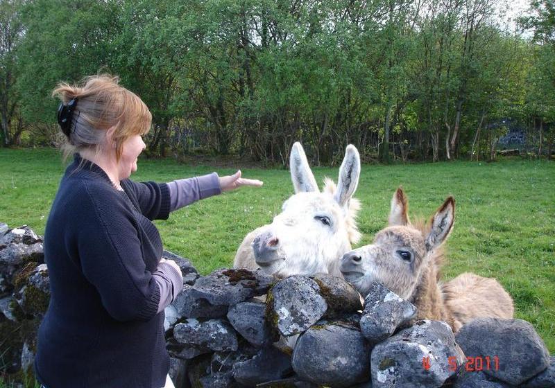 住宿加早餐  Hill View Farm
