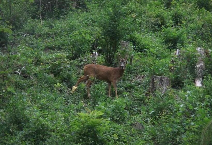 مبيت وإفطار Pension Alpenhof