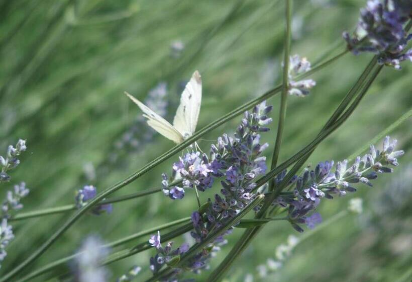 مبيت وإفطار Pension Alpenhof