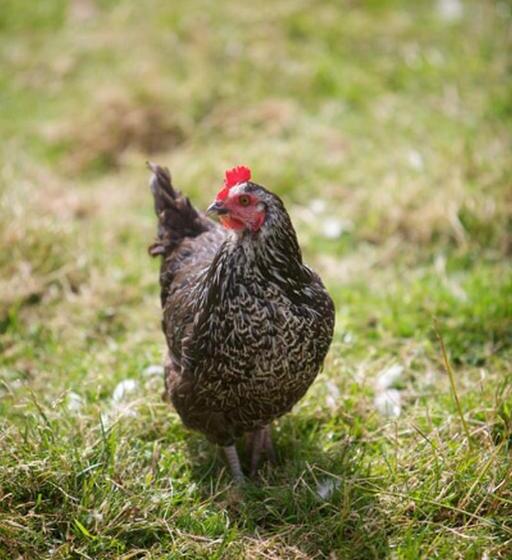 Bed and Breakfast Riversdale Country House