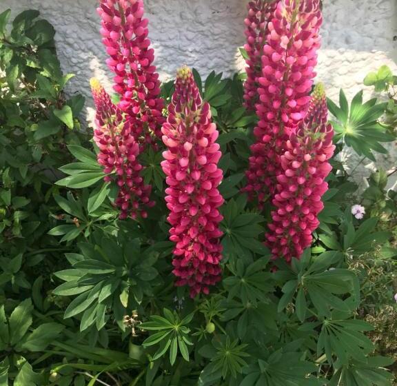 민박 The Artist Residence Dublin