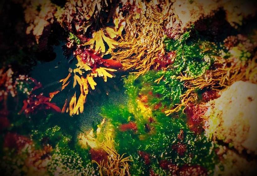 تختخواب و صبحانه The Coastguard House @ Tigh T.p