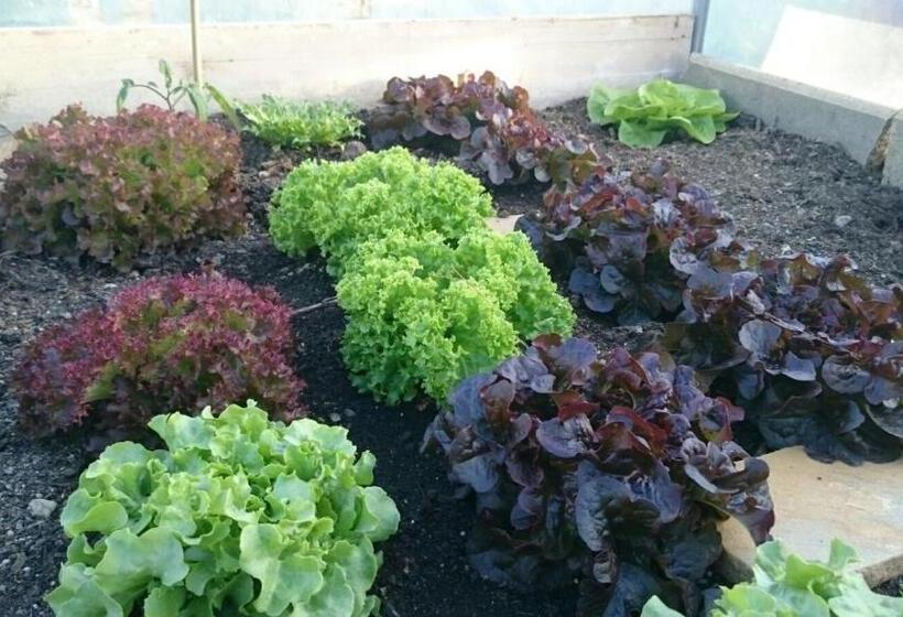 Отель Pension Frühwirth