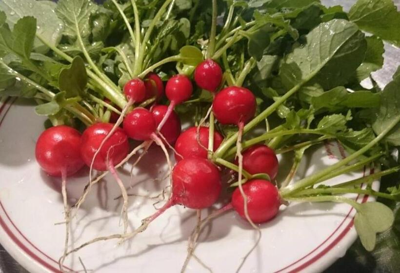 Отель Pension Frühwirth