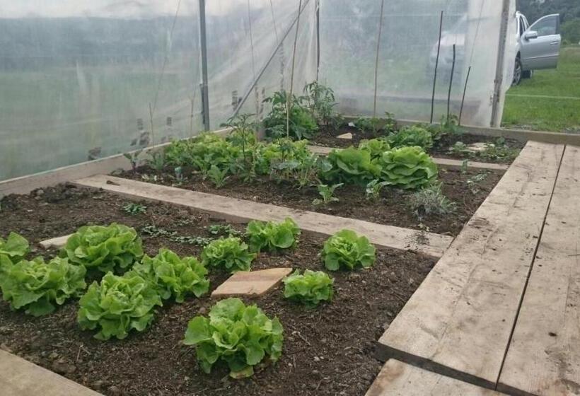 Отель Pension Frühwirth