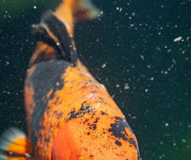 ベッドアンドブレックファースト Abalona Hotel & Apartments