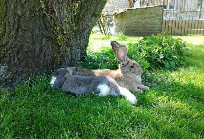 B&b Het Schaliënhof
