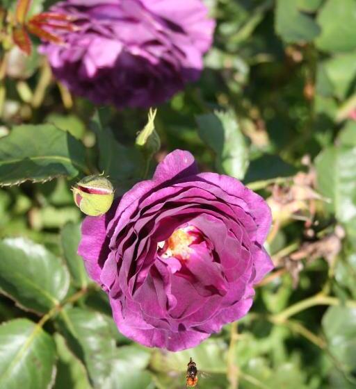 B&b La Ferme Du Doux