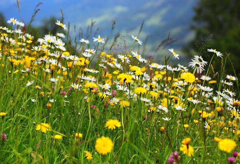 مبيت وإفطار Aparthotel Bergtraum