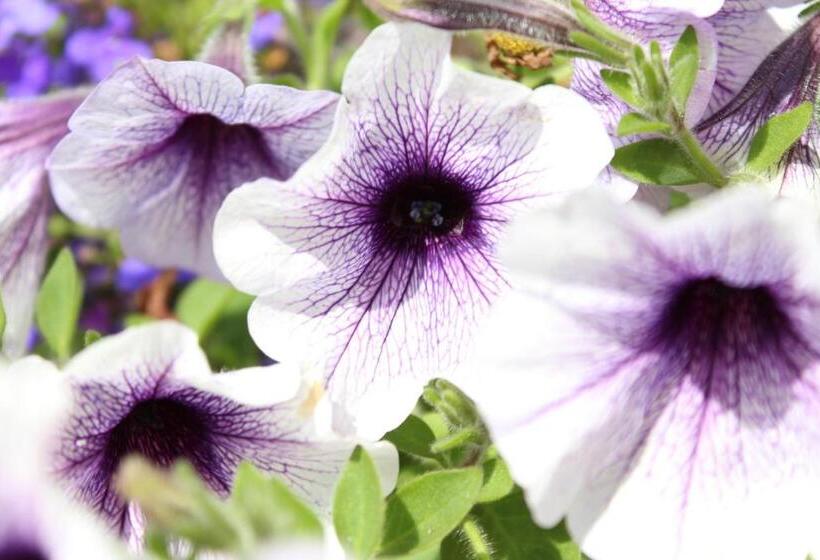 تختخواب و صبحانه Seacourt Accommodation Tramore Adult Only