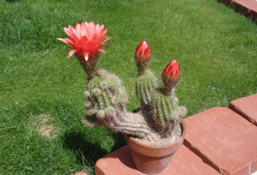 مبيت وإفطار Villa Angelina