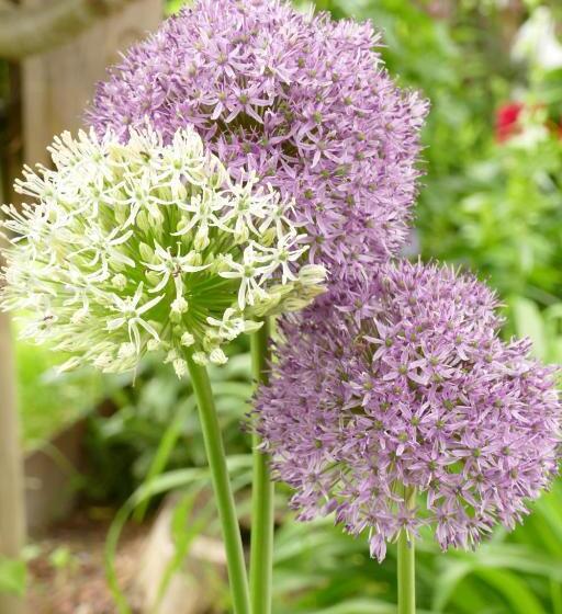 Gourmet Hotel Grünwald