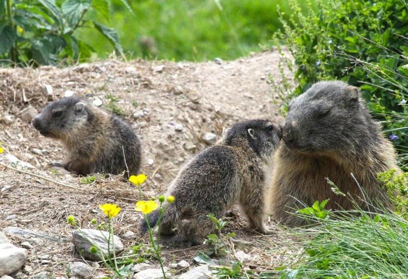 فندق Alpenrose Mühlbach Am Hochkönig