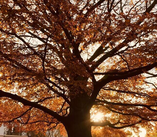 Отель Notarishuys Pure