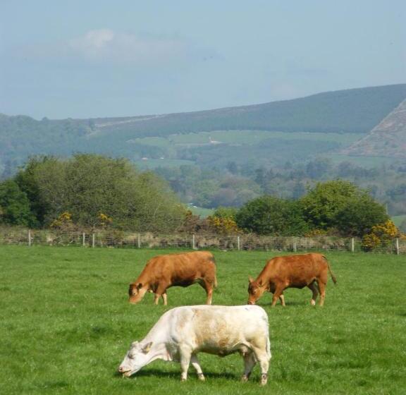 Riverfield Bed And Breakfast