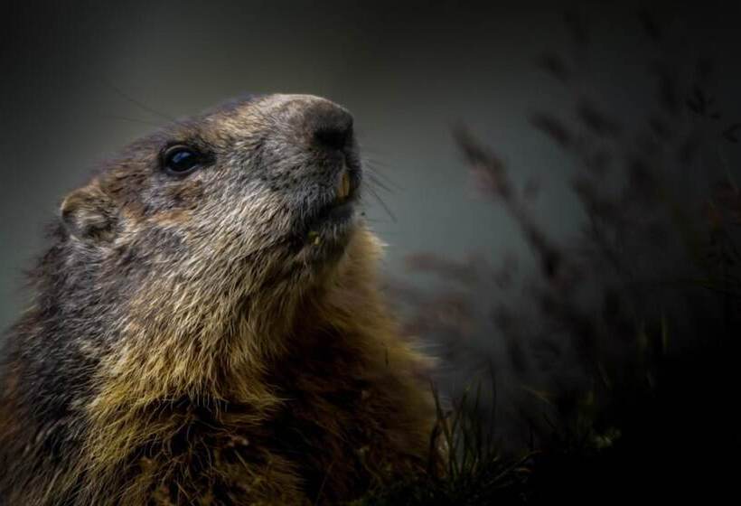 Berghotel Gasthof Gstrein