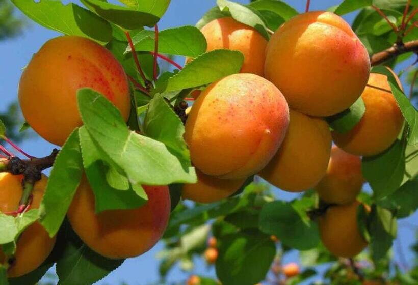 호스텔 Royal Boutique Hotel On Kievyan