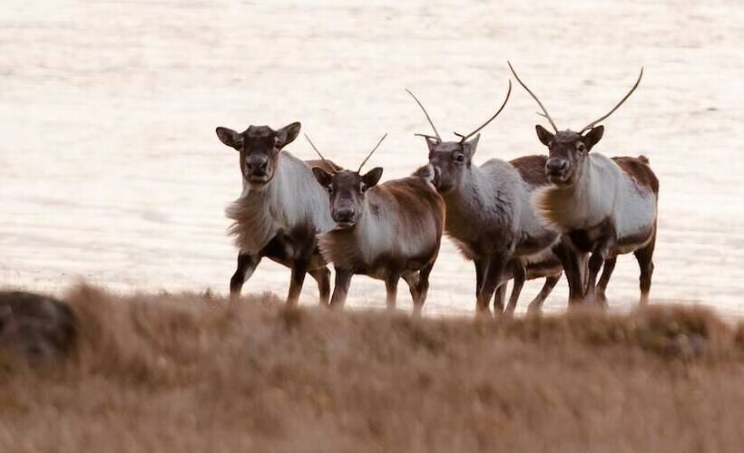 تختخواب و صبحانه Dynjandi Guesthouse