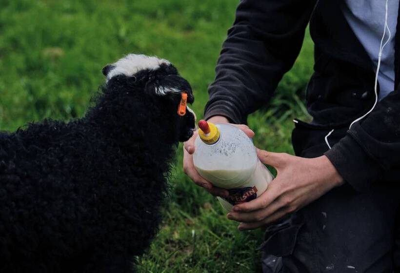 هتل Hraunsnef Country