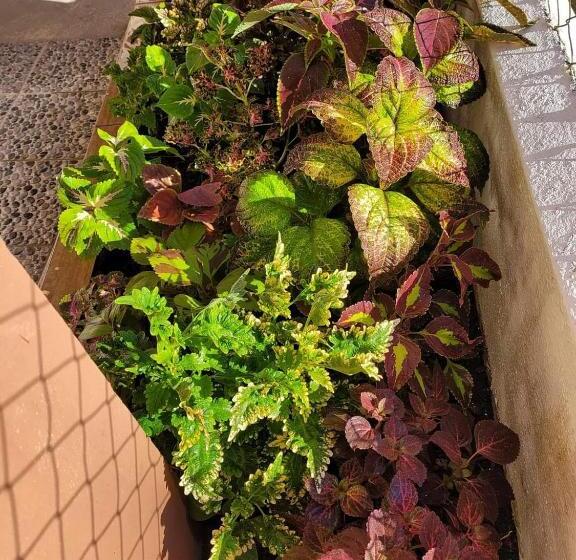 בית מלון כפרי Saint Charles Inn, Belize Central America