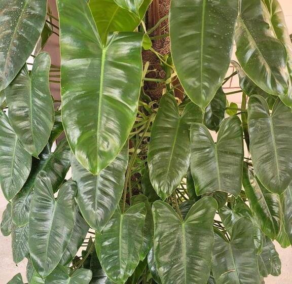 בית מלון כפרי Saint Charles Inn, Belize Central America